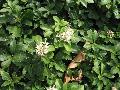 Pachysandra / Pachysandra terminalis 